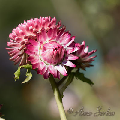 Xerochrysum bracteatum