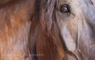 Lazarus, Percheron, horse--a gentle giant