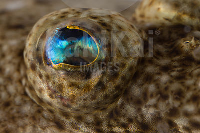 Paralichthys olivaceus