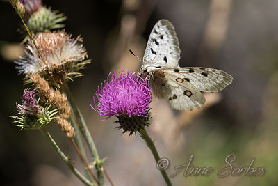 Parnassius apollo