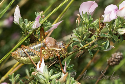 Ephippiger Sp.