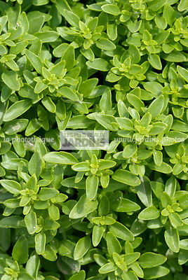 Basilic 'Fin Vert' nain compact (ocimum basilicum). Plante aromatique