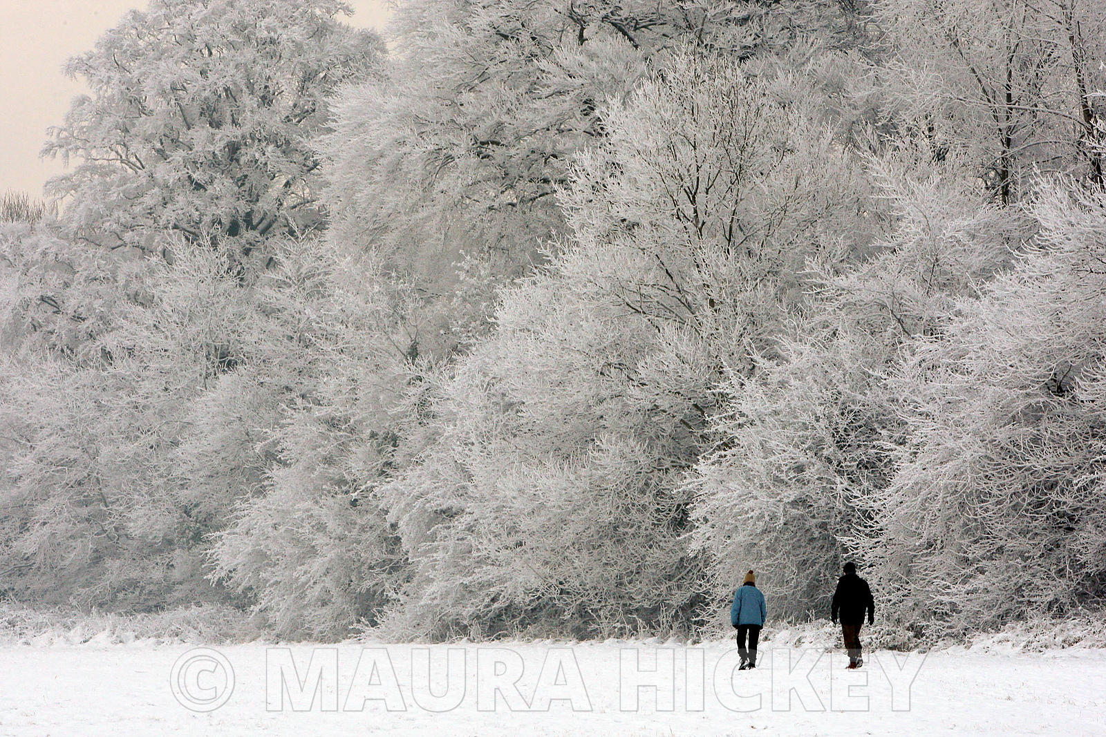 Castletown Estate, Celbridge, Co. Kildare, saturday..09.01.09.Pic. Maura Hickey/086 8541120.