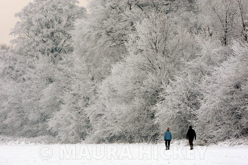 Castletown Estate, Celbridge, Co. Kildare, saturday..09.01.09.Pic. Maura Hickey/086 8541120.