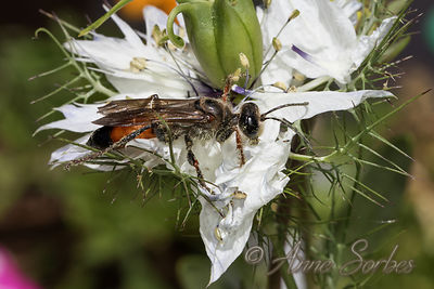 Sphex funerarius