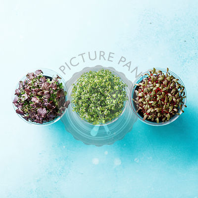 Cress salad different kind on blue background