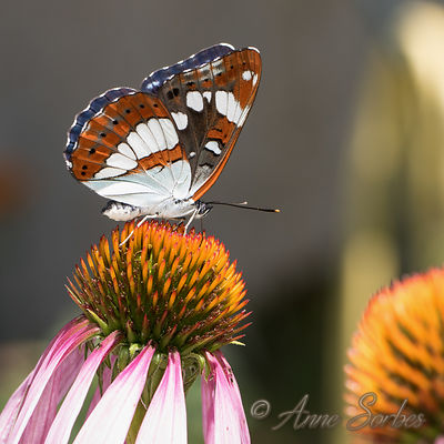 Limenitis reducta