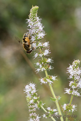 Eristalis lineata