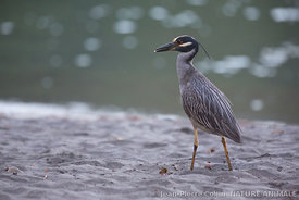 Oiseau en bord de mer