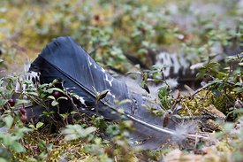 Jälkiä metsokukkojen taistelutantereelta