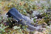 Jälkiä metsokukkojen taistelutantereelta