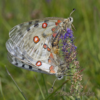 Parnassius apollo