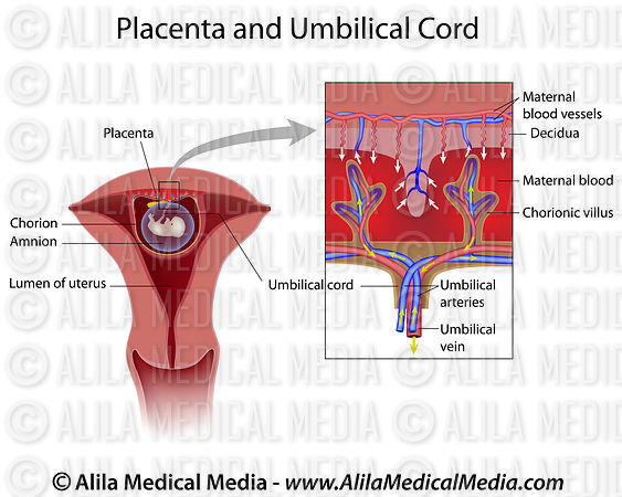 placenta diagram alila media placenta structure labeled diagram placenta diagram alila media placenta structure labeled diagram