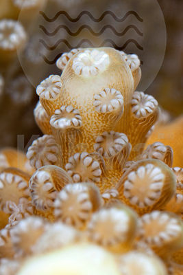 Staghorn coral (Acropora sp.)