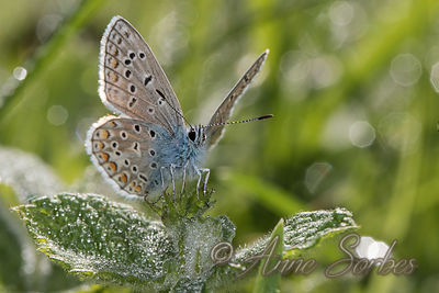 Polyommatus icarus