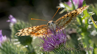 Argynnis adippe