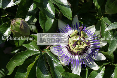 Passiflora coerulea (passiflore bleue). Passifloraceae. Grimpante. Feuillage persistant