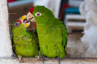 Parrots
