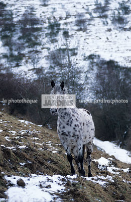 Jument Appaloosa dans la neige. Cheval. Elevage de la Graude. Le Bonhomme. Haut-Rhin. France