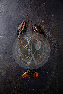 Fresh raw live Lobster on black background