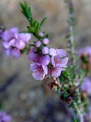 Thryptomene denticulata