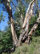 Eucalyptus triflora, Pigeon House Ash