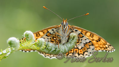 Melitaea cinxia
