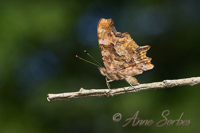 Polygonia c-album