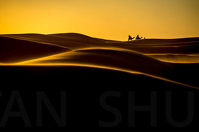 The Desert Life
