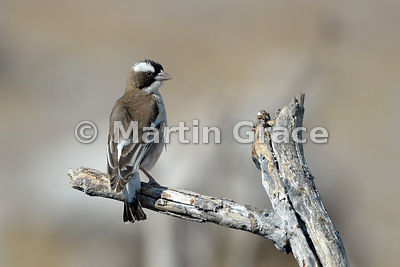 White-Browed Sparrow-Weaver (Plocepasser mahali), Etosha, Namibia