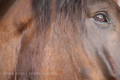 Lazarus, Percheron, horse--a gentle giant