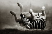 Zebra rolling on dusty plains - fine art