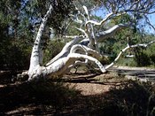 Eucalyptus mannifera, Brittle Gum
