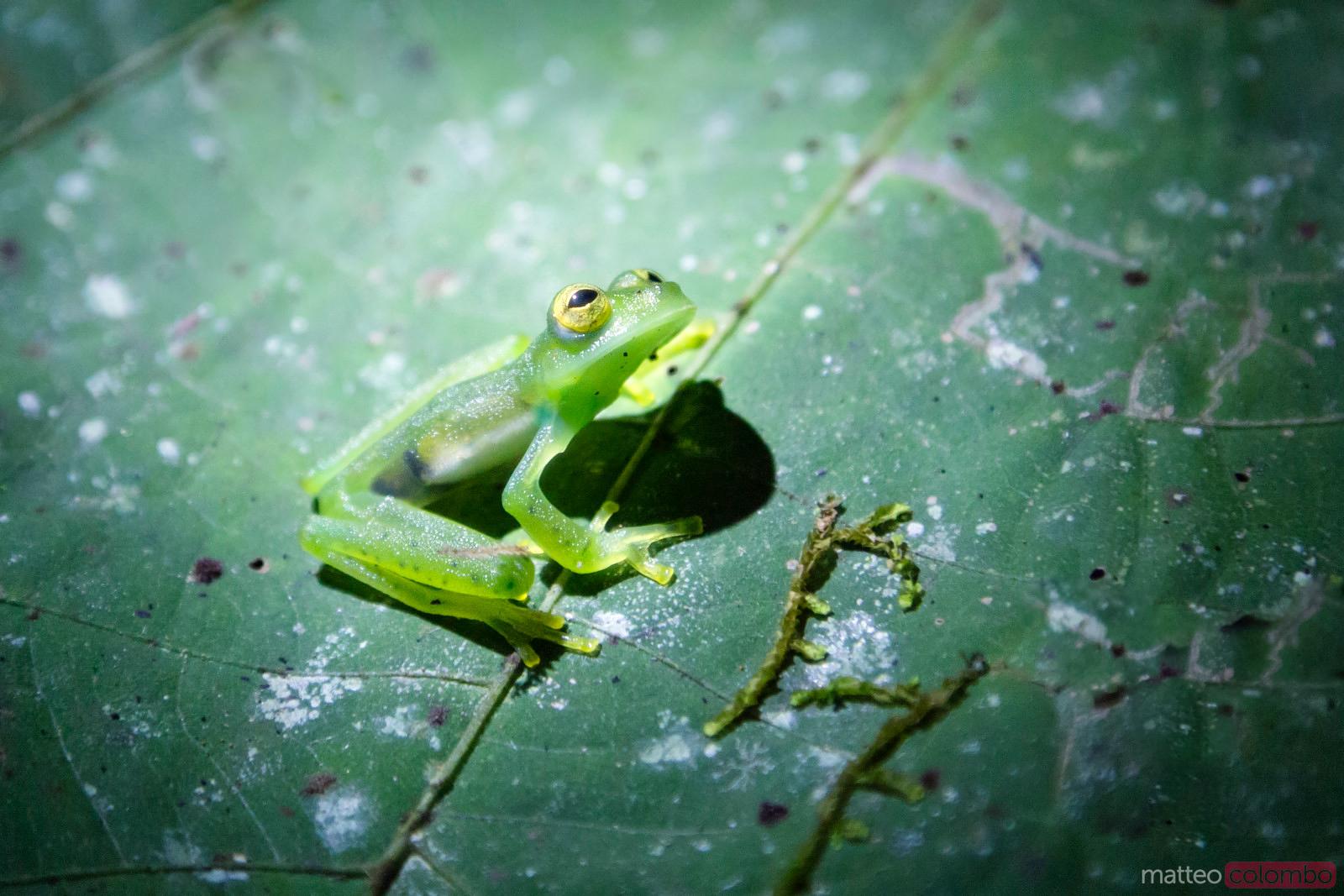 Matteo Colombo Travel Photography Close up of glass frog at night
