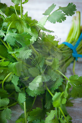 Cilantro1