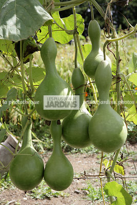 Lagenaria siceraria var. gourda (Gourde pèlerine). Cucurbitaceae. Le potager extraordinaire (85)