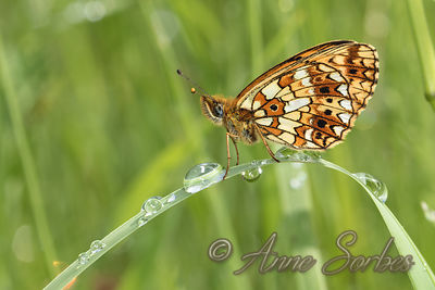 Boloria selene