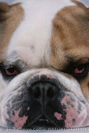 Chien de race Bulldog anglais
