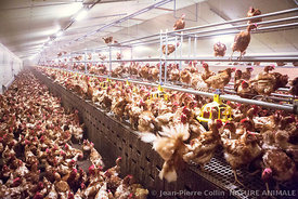 poulailler d'elevage