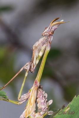 Empusa pennata
