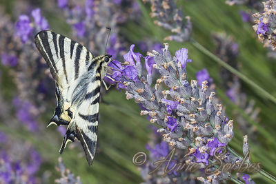 Scarce Swallowtail (Iphiclides podalirius)