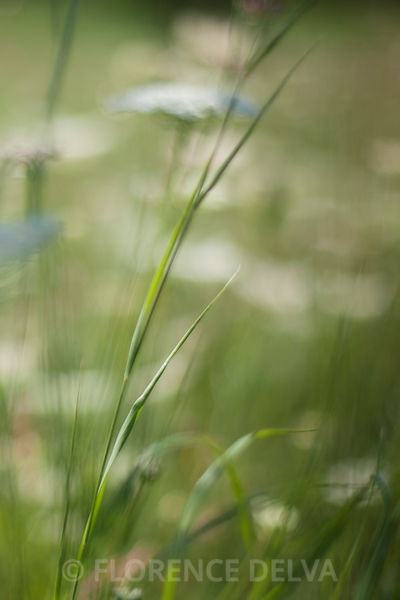 Oze-9809_1