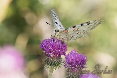 Parnassius apollo
