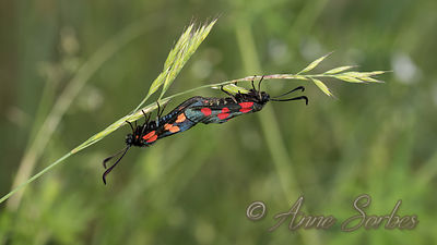 Zygaena trifolii