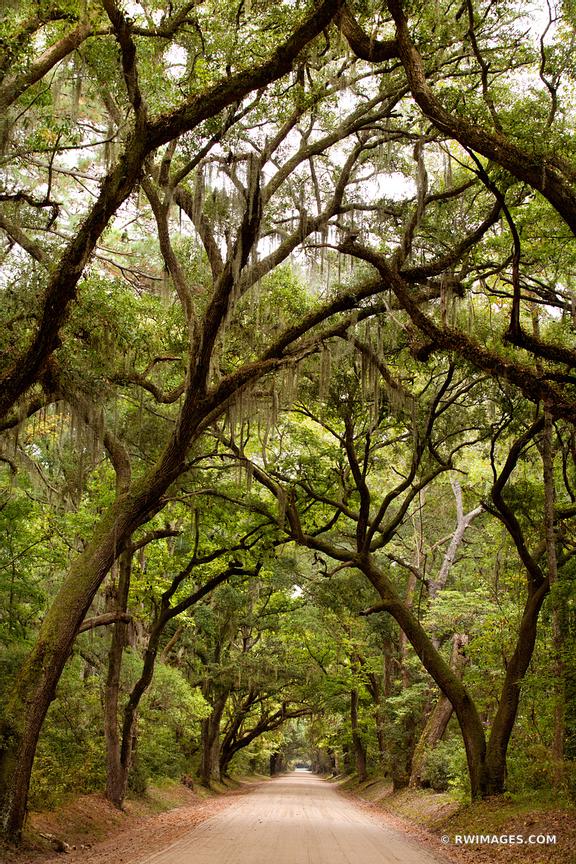 Framed Photo Print of BOTANY BAY ROAD EDISTO ISLAND SOUTH CAROLINA