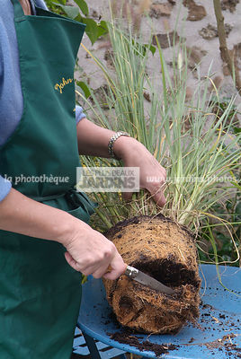 Plantation d'un Pennisetum alopecuroide. Coupe du chignon racinaire. Graminée
