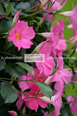 Mandevilla 'Sundaville Pink' (dipladénia). Grimpante.