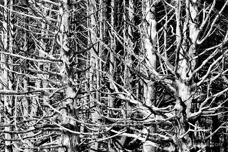 TREE SKELETONS RIALTO BEACH OLYMPIC NATIONAL PARK BLACK AND WHITE