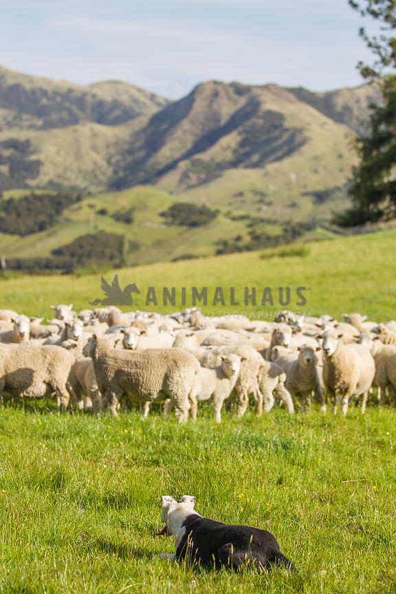 farm dog with sheep