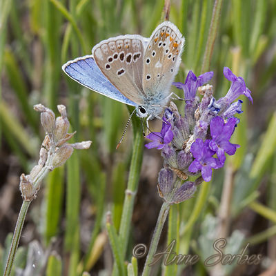 Polyommatus dorylas